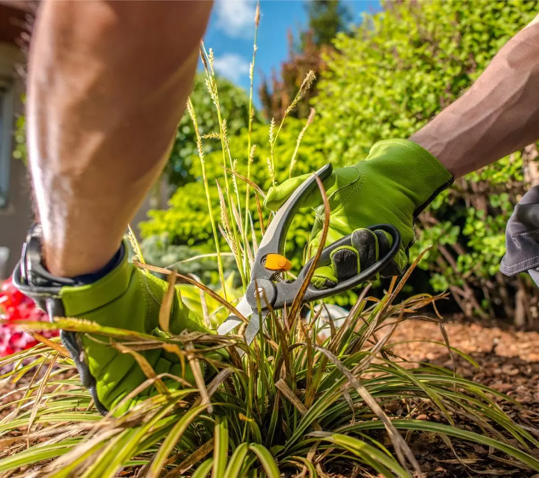 removing-dead-leaves
